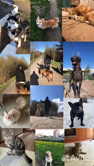 Выгул/ няня для собак