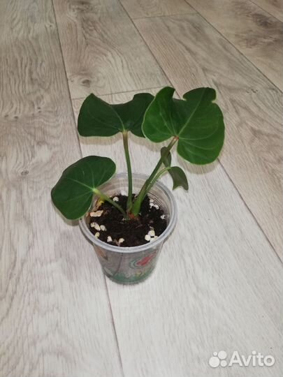 Антуриум Юта (старый сорт, Голландия)