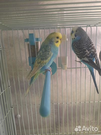 Волнистые попугаи пара с клеткой