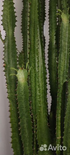 Молочай трехгранный, Euphorbia trigona, эуфорбия