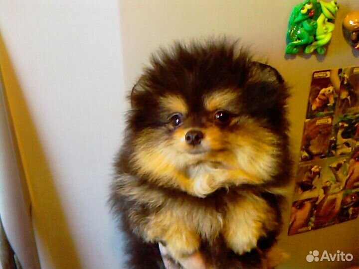 Очаровательные мишки шпицыки