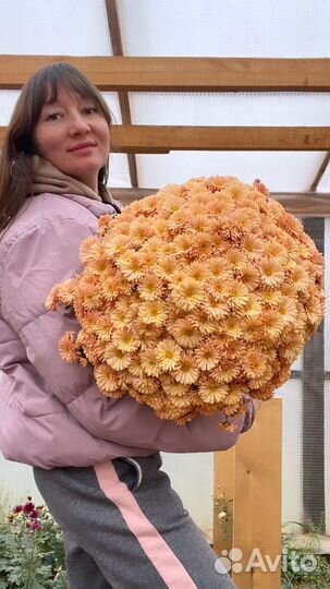 Хризантемы мультифлора