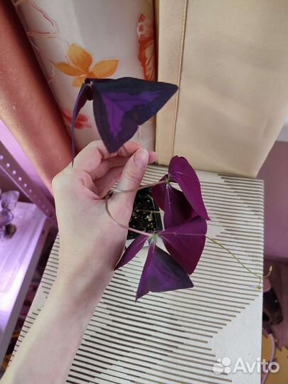 Кислица оксалис