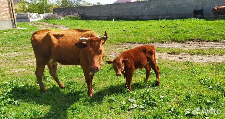 Корова, нетель, телка