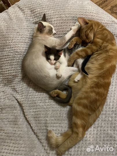 Отдам котенка