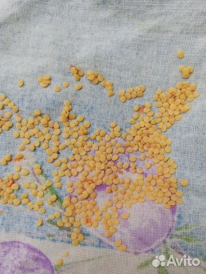 Физалис китайские фонарики