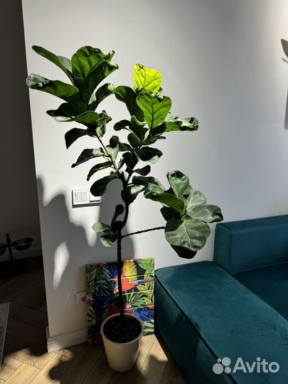 Фикус лирата 150 см