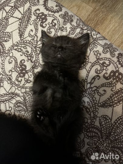 Котята шотландцы