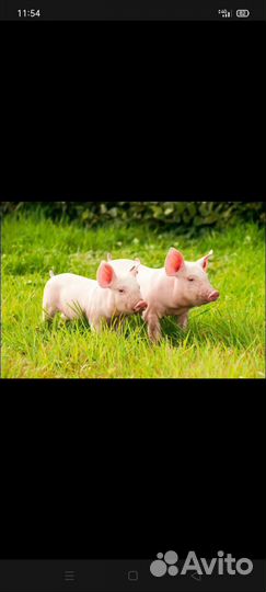 Поросята русская белая + см