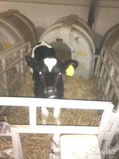 Бычки молочные