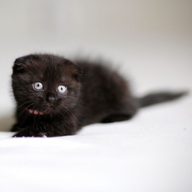Шотландский вислоухий короткошёрстный котёнок