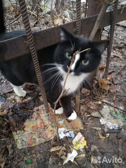 Кошка в дар