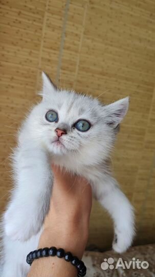 Котëнок британец