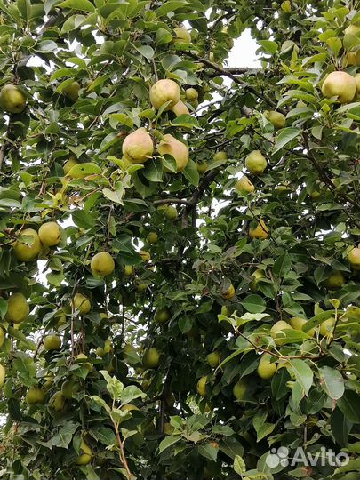 Малина, яблоки