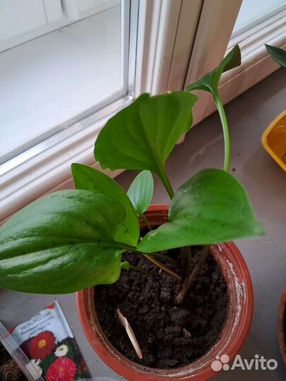 Дримиопсис пятнистый