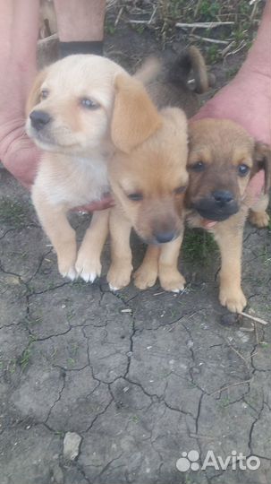 Щенок в добрые руки бесплатно маленькая порода