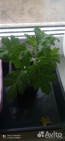 Хризантема жёлтая, мята