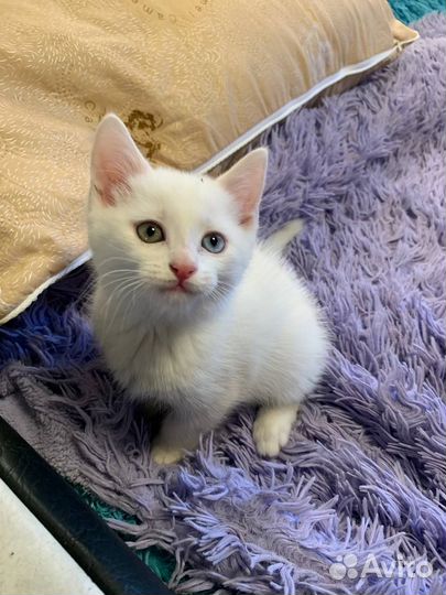 Белый котенок турецкой ангоры
