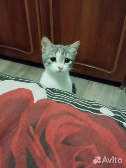 Кошка