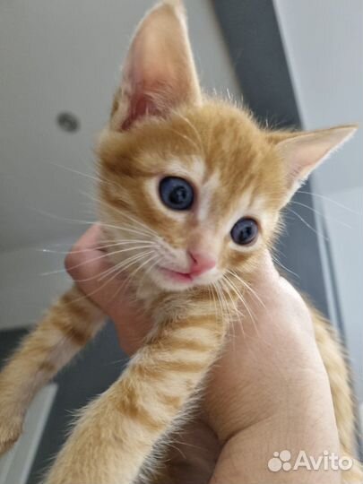 Рыжий прерыжий полосатый тигр в поисках семьи