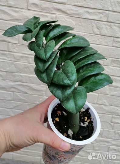 Замиокулькас Зензи