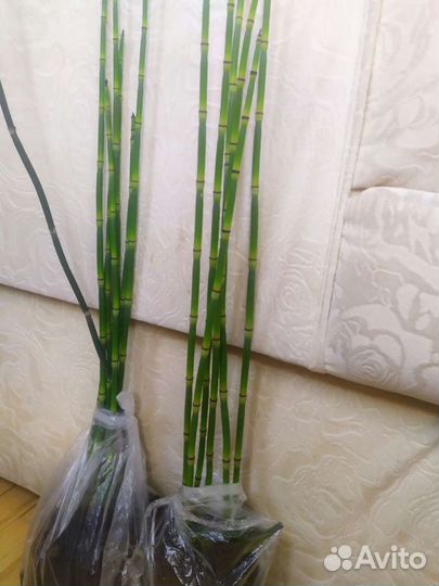 Зимующий хвощ, саженцы