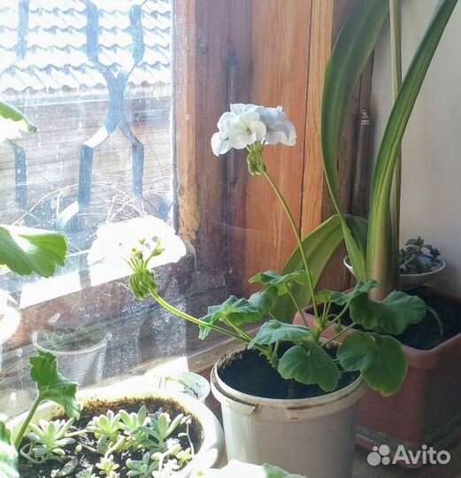 Черенки герани/пеларгонии