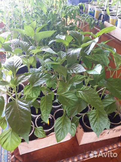 Рассада помидор и перцев