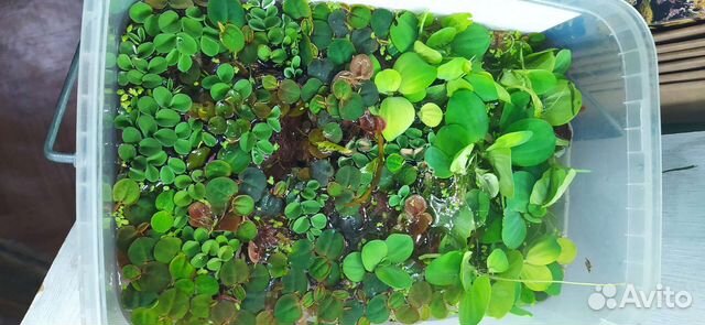 Аквариумные растения