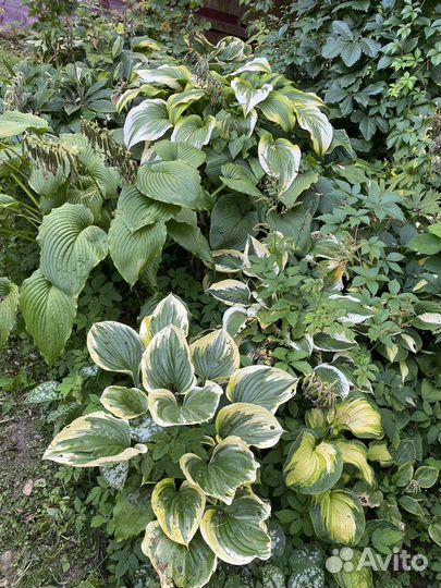 Хосты сортовые