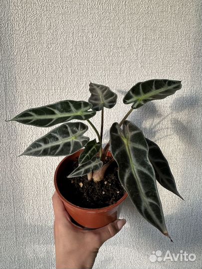 Алоказия бамбино