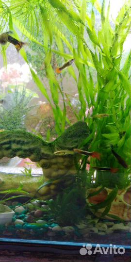 Аквариум с рыбками