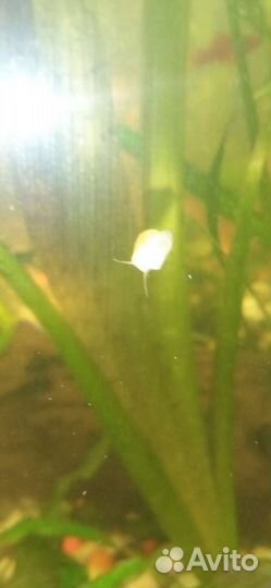 Аквариумные рыбки