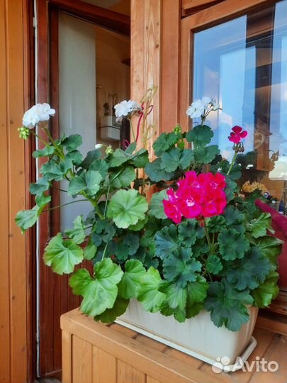Пеларгония герань сортовая