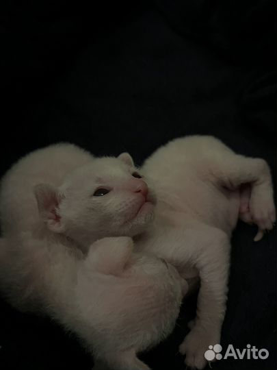 Котята корниш-рекс