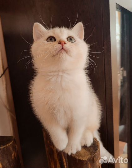 Шотландские котята