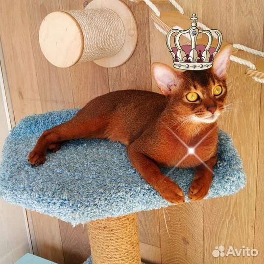 Абиссинский кот
