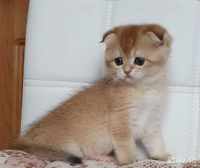 Шиншилла котята