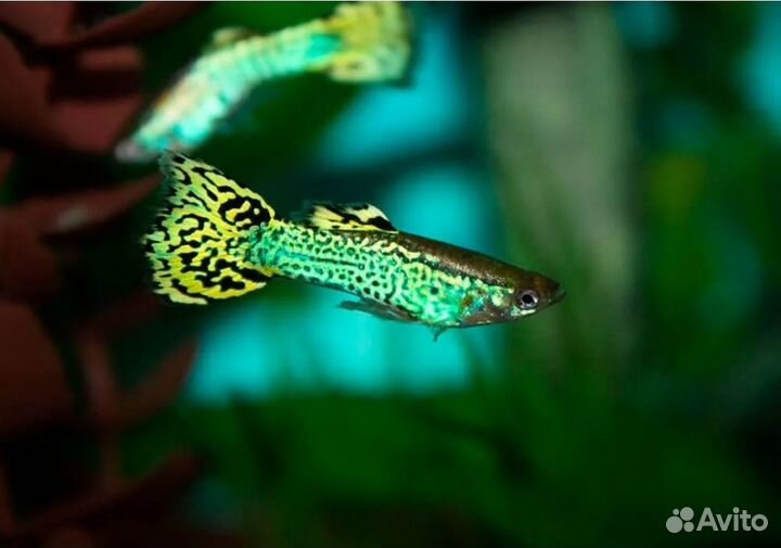 Аквариумные рыбки Гуппи