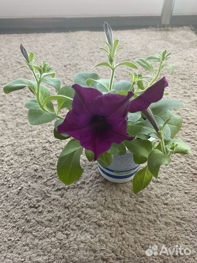 Петуния изи вейв