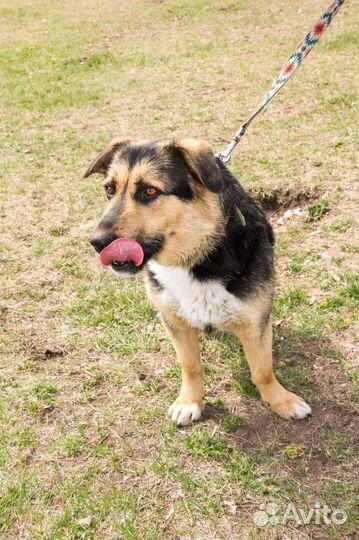 Собака в добрые руки отдам бесплатно