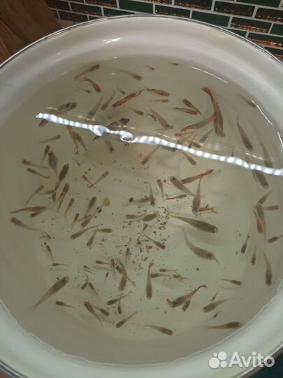 Аквариумные рыбки гупешки