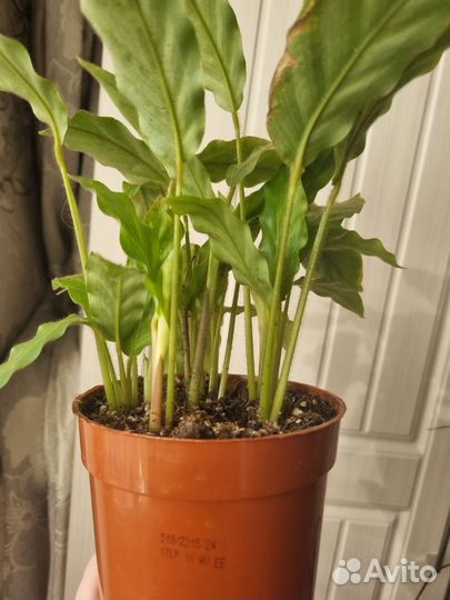 Калатея руфибарба