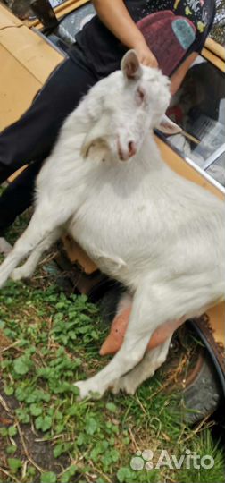 Коза дойная