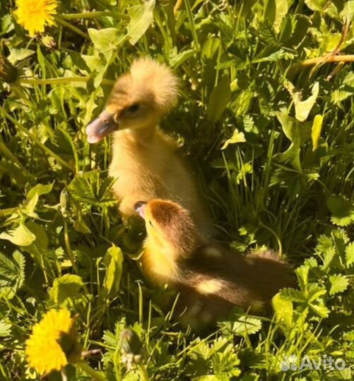 Утята подрощенные