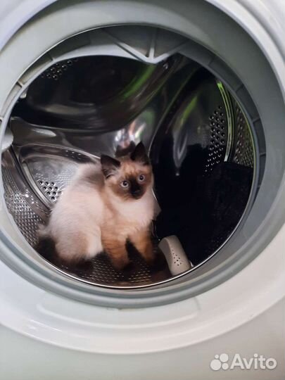Сиамские котята