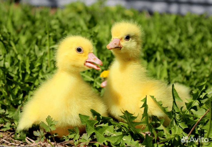 Суточные Цыплята, Индюк, Гусь, Утята, муларды