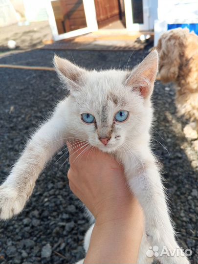 Котята в добрые руки приучены к лотку, обе девочки