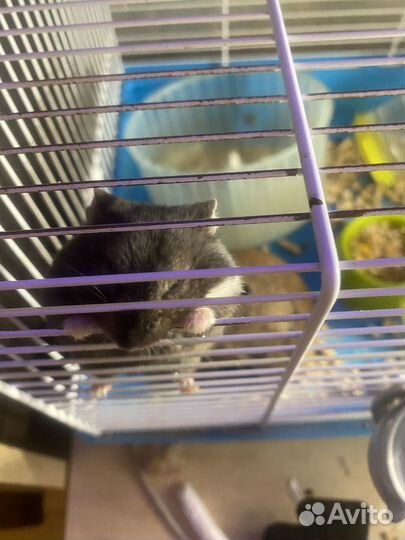 Хомяки джунгарики