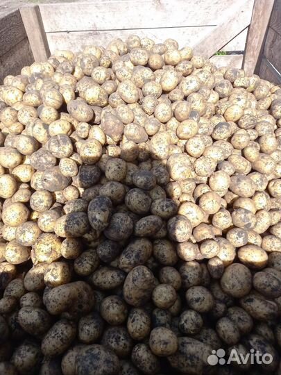 Семенной картофель галла